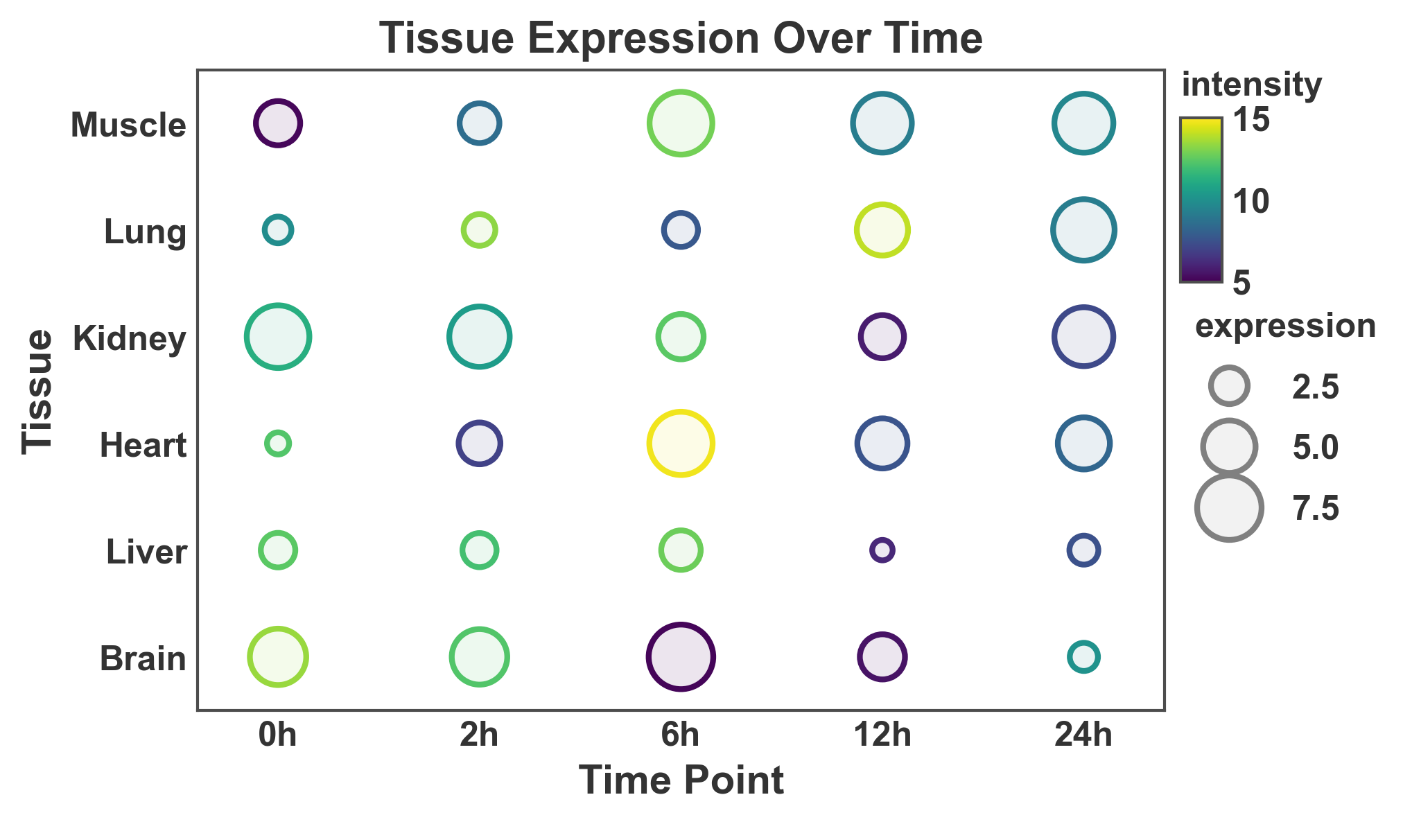 Tissue Expression Over Time